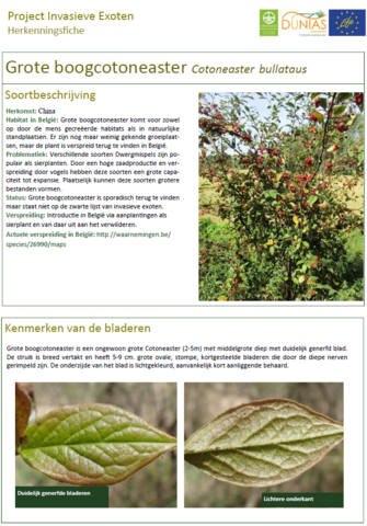 Grote boogcotoneaster